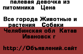 палевая девочка из питомника › Цена ­ 40 000 - Все города Животные и растения » Собаки   . Челябинская обл.,Катав-Ивановск г.